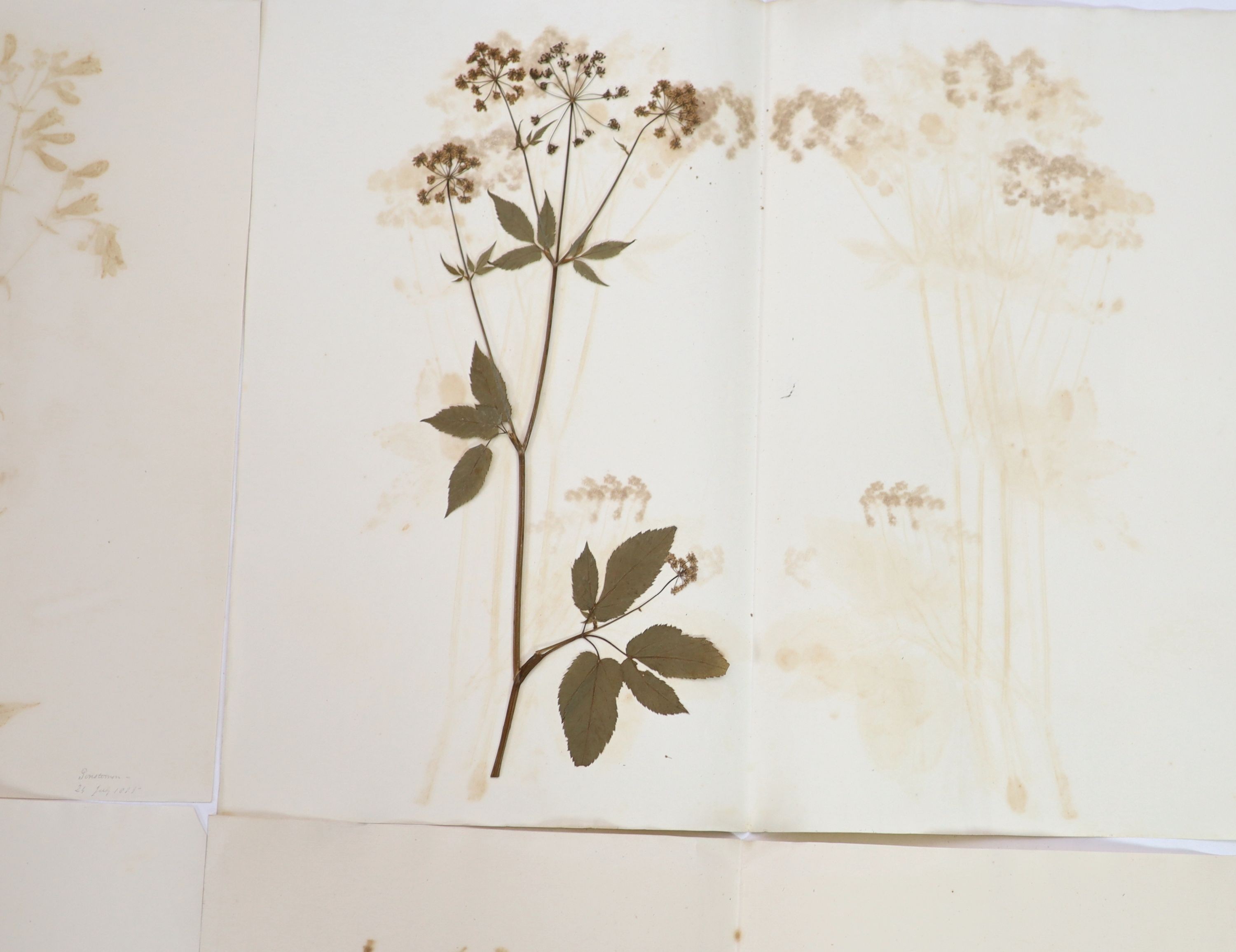 A folio of early 19th century dried botanical specimens on paper, Largest 47 cm X 28 cm (89 specimens)